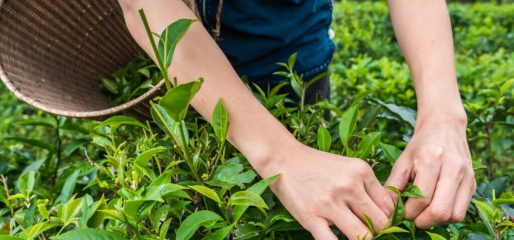 kratom in local stores