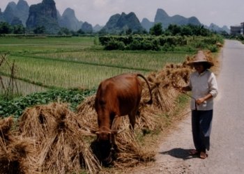 rural-china-farm-boy-tech-visionary