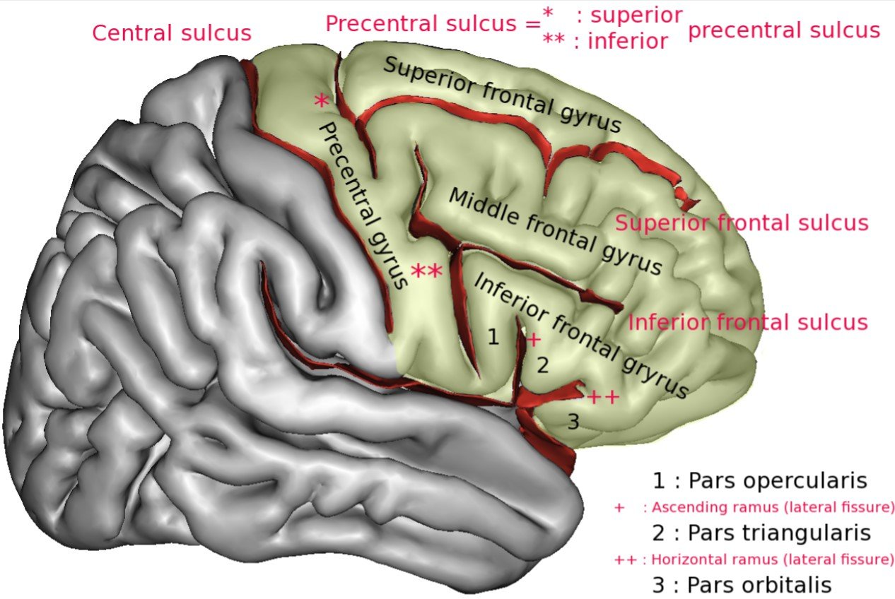 human brain prefrontal cortex illustration